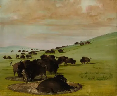Buffalo Bulls in a Wallow av George Catlin