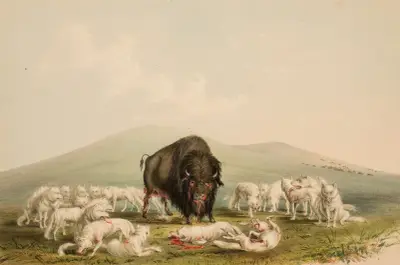 Buffeljakt, vita vargar attackerar en buffeltjur av George Catlin