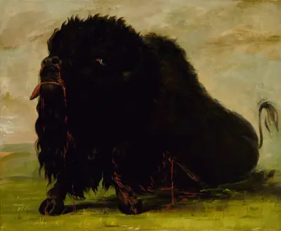 Döende bison, skjuten med pil av George Catlin