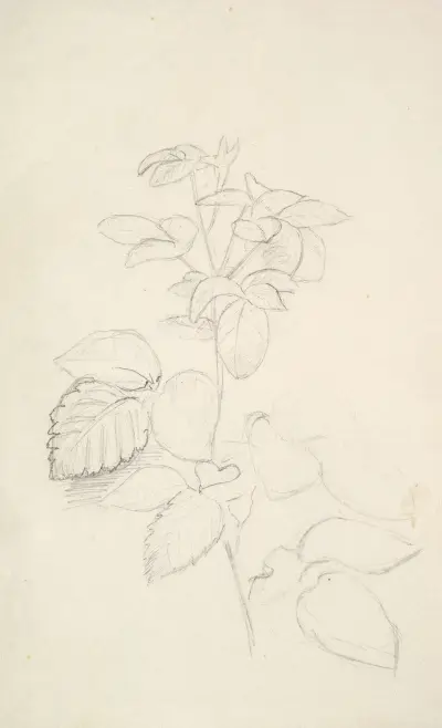 Studie av en växt av George Richmond