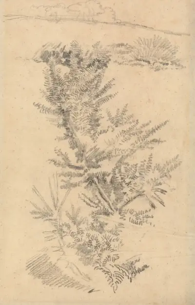 Study of Trees, etc., in a Meadow av George Richmond