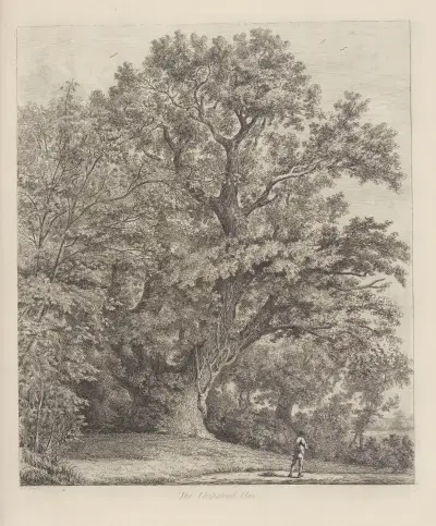 The Chipstead Elm av Jacob George Strutt