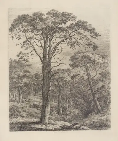 The Scotch Fir at Dunmore av Jacob George Strutt