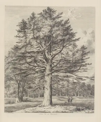 The Silver Fir at Roseneath av Jacob George Strutt