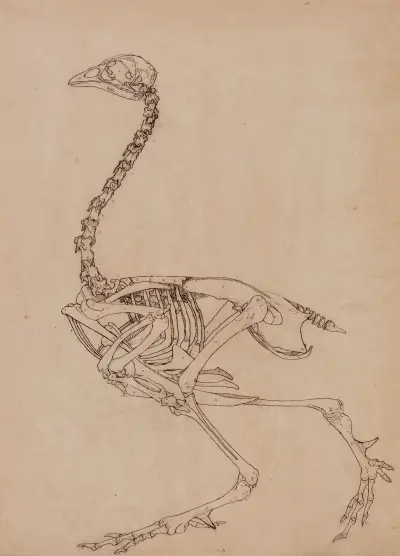 Fowl Skeleton, Lateral View (1795 to 1806) av George Stubbs