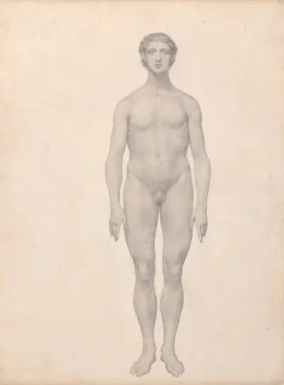 Human Figure, Anterior View, Undissected (1795 to 1806) av George Stubbs