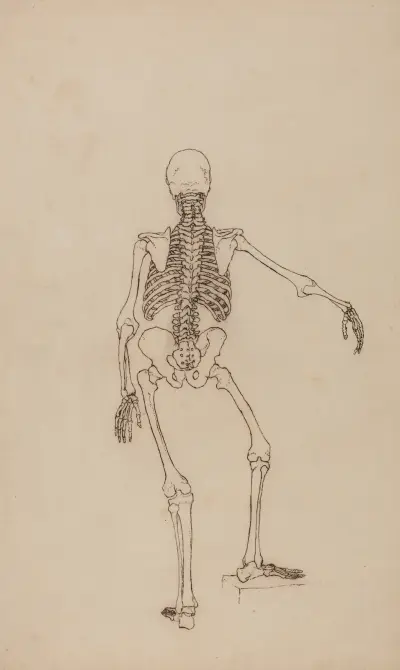 Människoskelett, vy bakifrån av George Stubbs
