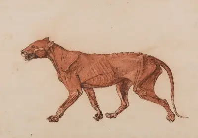 Tiger Body, Lateral View (1795 to 1806), 1795 – nr 3 av George Stubbs