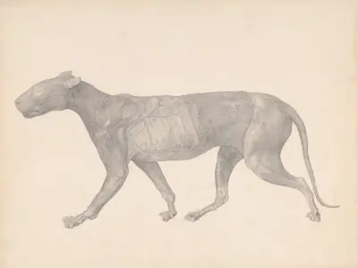 Tiger, Lateral View, with Skin and Tissue Removed av George Stubbs