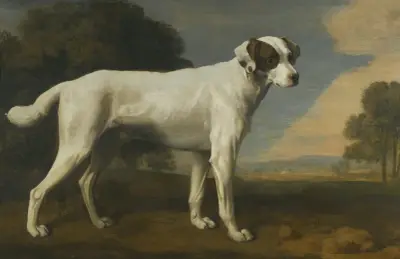 Viscount Gormanstons vita hund av George Stubbs