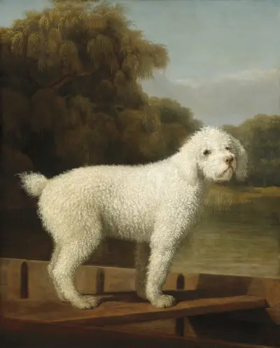 White Poodle in a Punt av George Stubbs