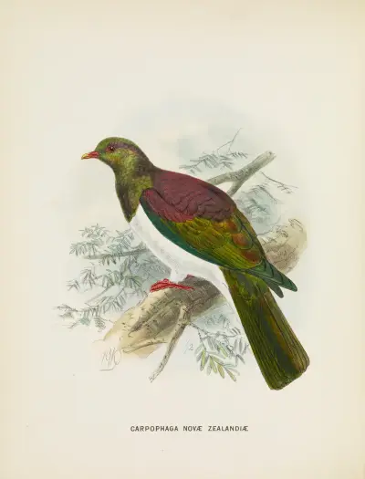 Carpophaga novae zealandiae av John Gerrard Keulemans