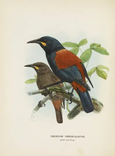 Creadion carnuculatus av John Gerrard Keulemans