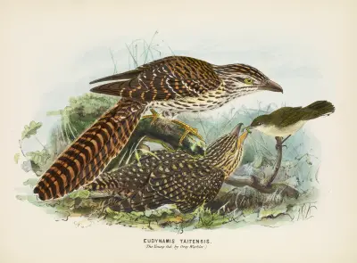 Eudynamis taitensis (The Young fed by Grey Warbler) av John Gerrard Keulemans