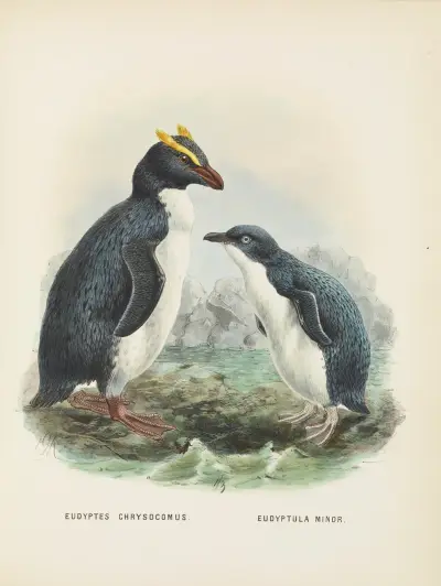 Eudyptes chrysocomus and Eudyptula minori av John Gerrard Keulemans