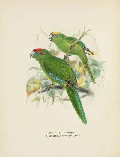 Platycercus auriceps, Platycercus Nove Zealandiae av John Gerrard Keulemans