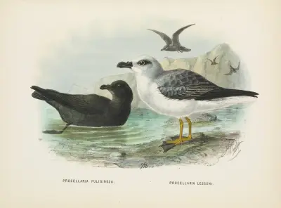 Procellaria fuliginosa and Procellaria lessoni av John Gerrard Keulemans