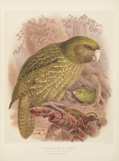 The Kakapo or Owl Parrot Stringops Habroptilus av John Gerrard Keulemans