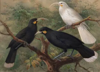 Tři huie (Heteralocha acutirostris), 1900, John Gerrard Keulemans