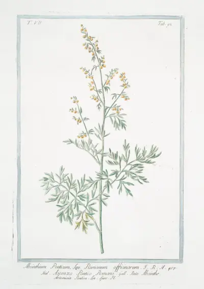 Absinthium Ponticum, seu Romanum officinarum – Ascenzo Pontico Romano – Absinthe Artemisia Pontica Lin. Spec. Pl. (Roman wormwood) av Giorgio Bonelli