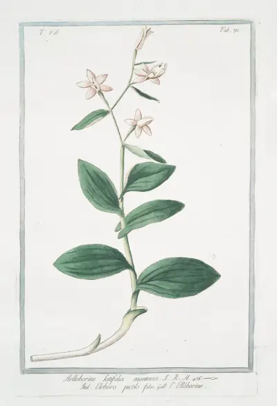Helleborine , latifolia montana – eleboro picólo falso – L’ Elléborine av Giorgio Bonelli