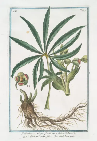 Helleborus niger foetidus – Elleboro nero falso – Hellebore noir. (Stinking hell-wore, Setter wort) av Giorgio Bonelli
