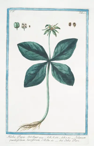 Herba Paris – Solanum quadrifolium, bacciferum – Erba Pari. (True Love. One Berry) av Giorgio Bonelli