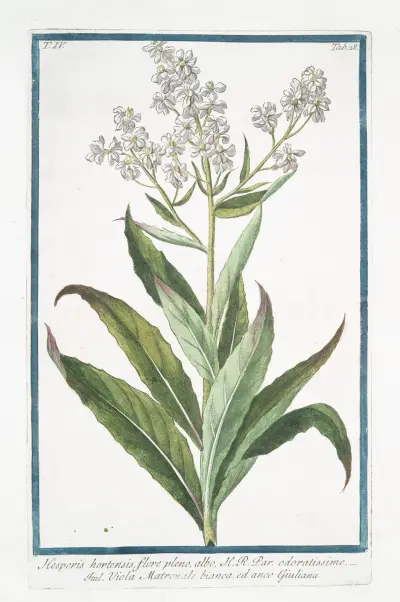 Hesperis hortensis, flore pleno, albo, H.R. Par. Odoratissimo – Viola Matronale bianca, ed anco Giuliana ( White Sweet Rocket) av Giorgio Bonelli