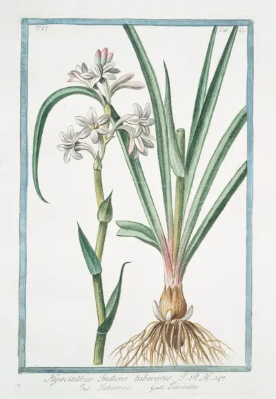 Hyacinthus Indicus tuberosus – Tuberoso – Iacinthe (Hyacinth from India) av Giorgio Bonelli