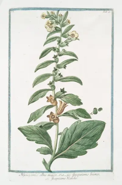 Hyoacyamus albus major – Jusquiamo bianco – Jusquiame blanche. (Russian henbane or White henbane) av Giorgio Bonelli