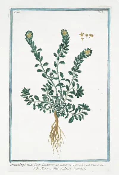 Ionthlaspi, luteo flore, incanum, montanum – Talaspi Sassatile. (Alpine pennycress) av Giorgio Bonelli