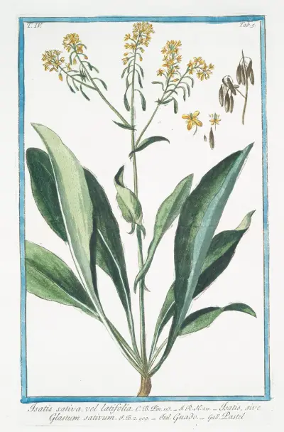 Isatis sativa, vel latifolia – Isatis, sive Glastum sativum – Guado – Pastel. (Woad) av Giorgio Bonelli