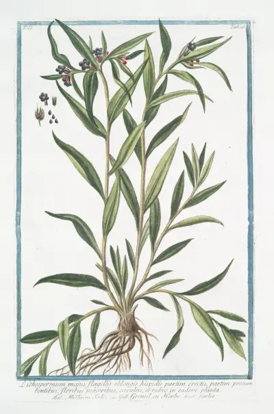 Lithospermum majus, flagellis oblongis hispidis partim erectis, partim procumbentibus, floribus majoribus, cæruleis, en eadem palnta – Millium Solis – Gremil, ou Herbe aux perles. (Puccoon) av Giorgio Bonelli