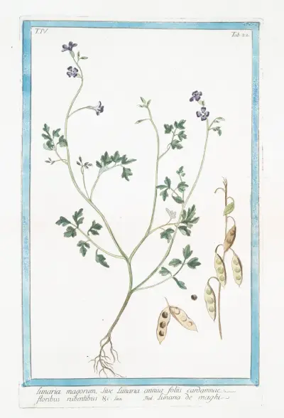 Lunaria magorum, sive Lunaria annua floliis cardamnae, floribus rubentibus &c – Lunaria de maghi (Annual honesty, Silver dollar) av Giorgio Bonelli
