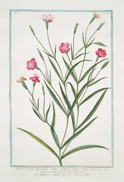 Lychnis Segetum Nigellastrum minus glabrum dicta. – Agrostema Celirosa – Nigellastro minore – La Nielle des Bleds. (Black catchfly) av Giorgio Bonelli