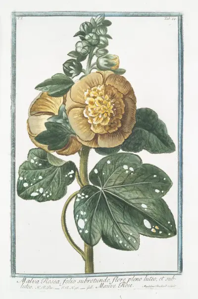 Malva Rosea, folio subrotundo, flore pleno luteo; et subluteo – Mauve Rose av Giorgio Bonelli