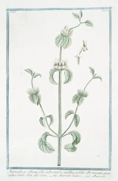 Marrubium album, folio subrotundo, caulibus, et foliis albo tomento, quasi xylino obsitis, Mali Apü odore – Marrubio bianco – Marrube. (White Horehound) av Giorgio Bonelli