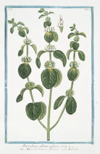 Marrubium album vulgare – Marrubio bianco, e Orassio – Marrube. (White Horehound) av Giorgio Bonelli