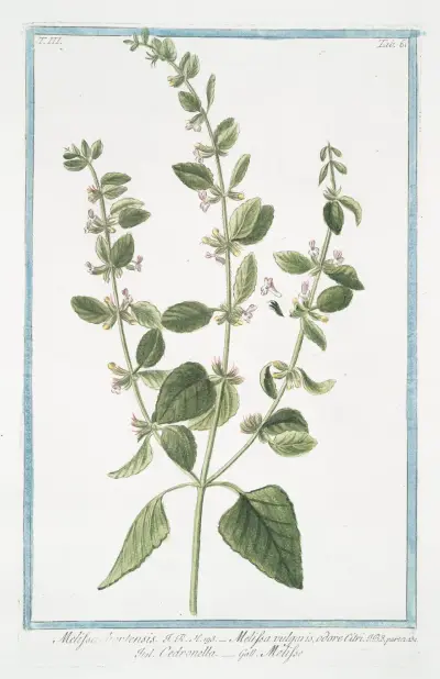 Melissa hortensis – Melissa vulgaris, odore Citri – Cedronella – Melisse. (Lemon Balm) av Giorgio Bonelli