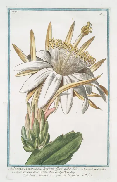 Melocactus Americanus trigonus flore albo – Cereo Americano – Le figuier o’Inde (Cactus melon) av Giorgio Bonelli