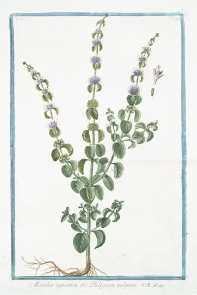Mentha aquatica, seu Pulegium vulgare. (Wild mint, water mint, marsh mint, Bergamot Mint Eau-de-cologne Mint Lemon Mint Orange Mint Water Capitate Mint) av Giorgio Bonelli