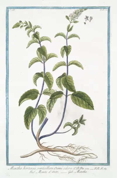 Mentha hortensis, verticillata, Ocimi odore – Menta d’Orto – Menthe. (Garden mint) av Giorgio Bonelli