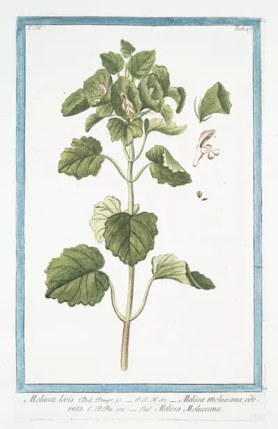Molucca levis – Melissa Moluccana, odorata, Melissa Moluccana av Giorgio Bonelli