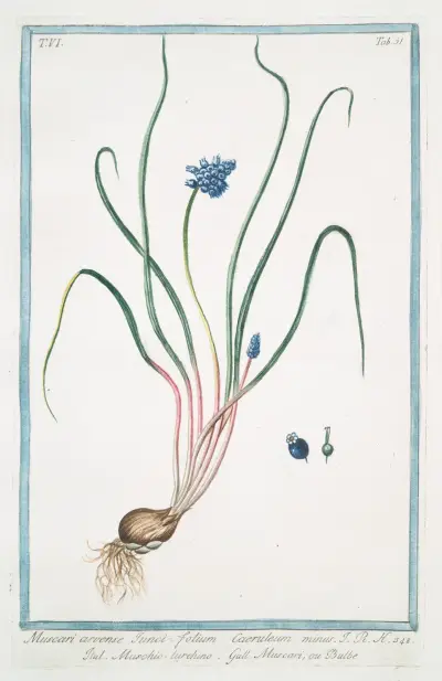 Muscari, arvense, iunci, folium, caeruleum minus – Muschio turchino – Muscari, ou Bulbe. (Grape hyacinth bulb) av Giorgio Bonelli