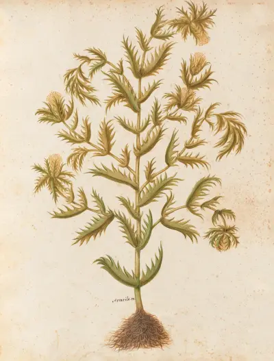 Piante varie Pl.03 av Giovanna Garzoni