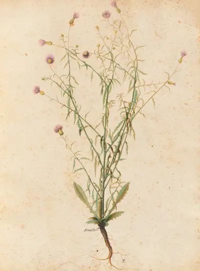 Piante varie Pl.04 av Giovanna Garzoni
