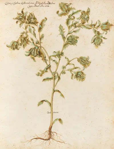 Piante varie Pl.05 av Giovanna Garzoni