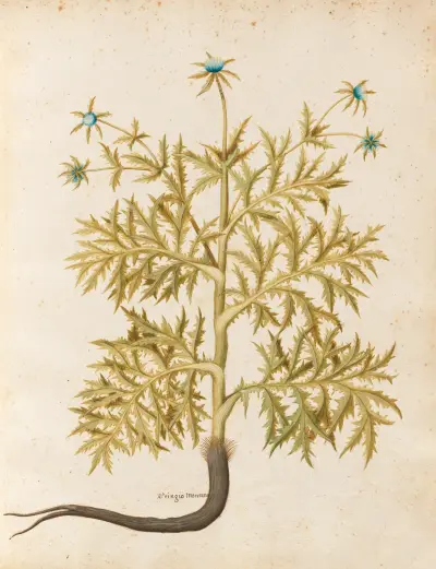 Piante varie Pl.06 av Giovanna Garzoni