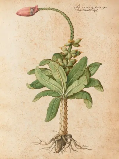 Piante varie Taf. 08 von Giovanna Garzoni