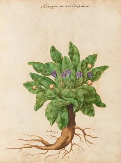 Piante varie Pl.11 av Giovanna Garzoni